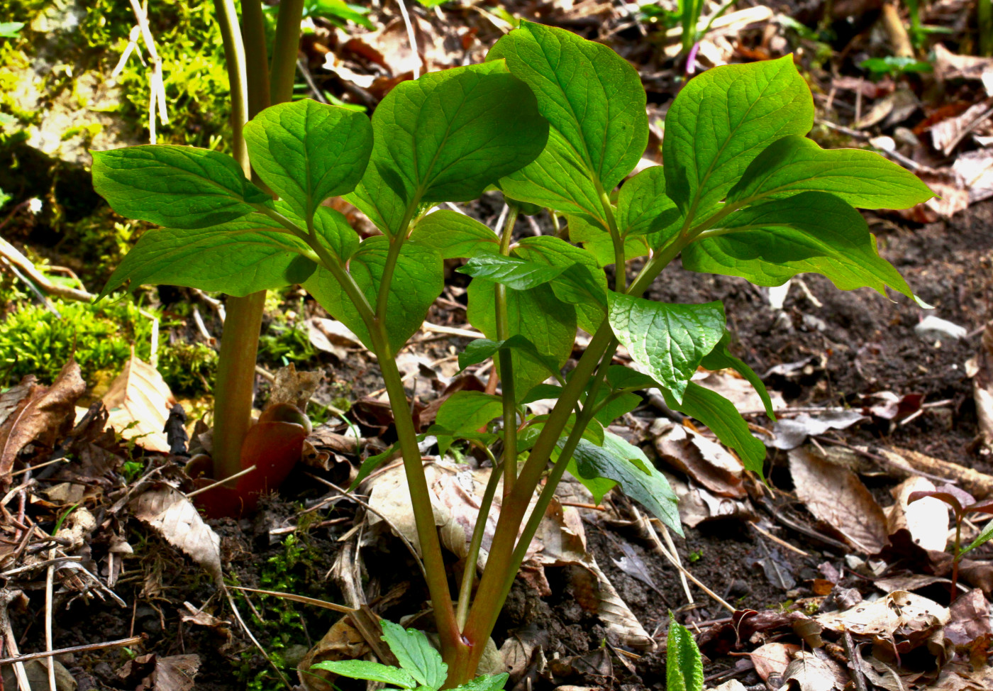 Image of Paeonia wittmanniana specimen.