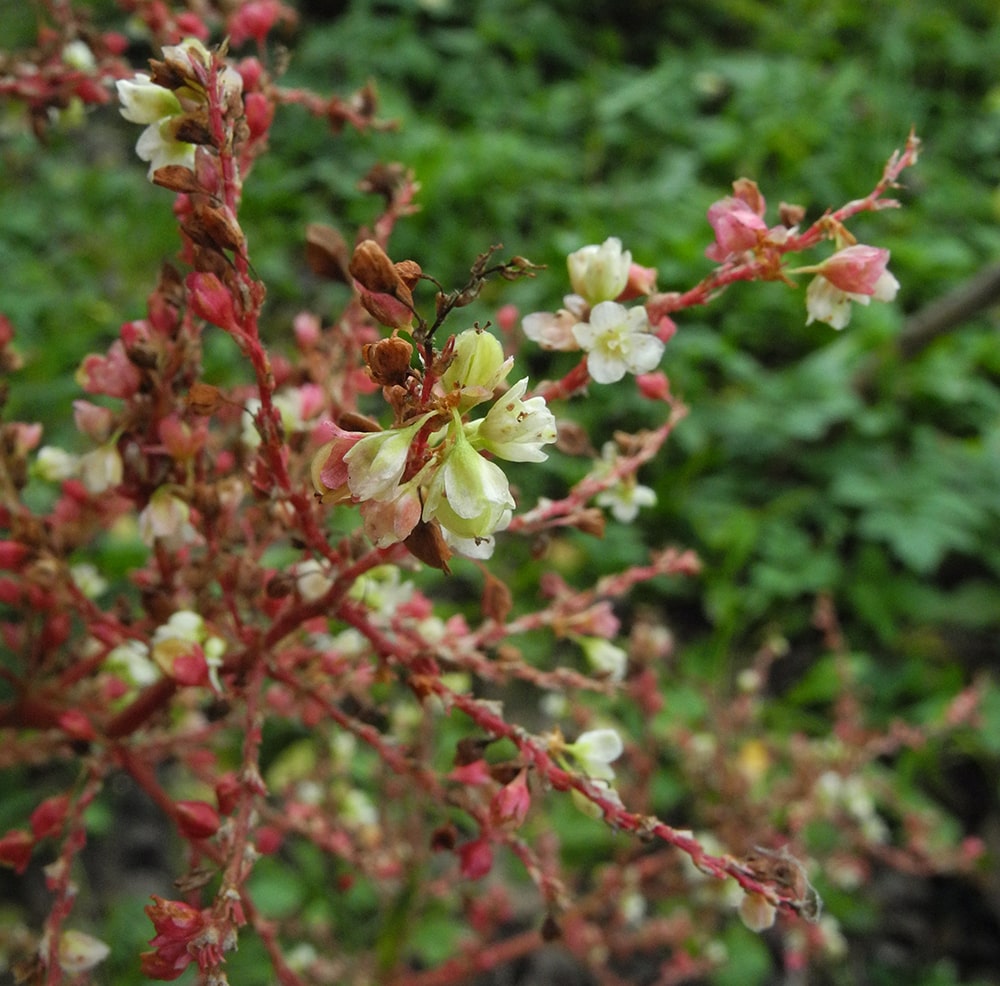 Изображение особи Aconogonon &times; fennicum.