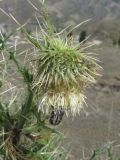 Cirsium echinus. Соцветие с кормящимся жуком. Дагестан, Унцукульский р-н, долина Ирганайского вдхр., ок. 700 м н.у.м., каменистый склон. 03.06.2019.