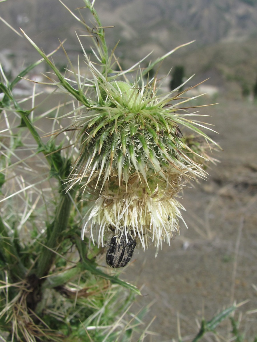 Image of Cirsium echinus specimen.