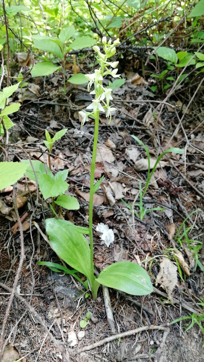 Изображение особи Platanthera metabifolia.