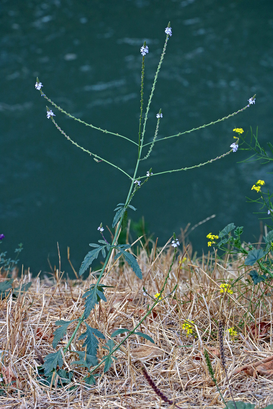 Image of Verbena officinalis specimen.