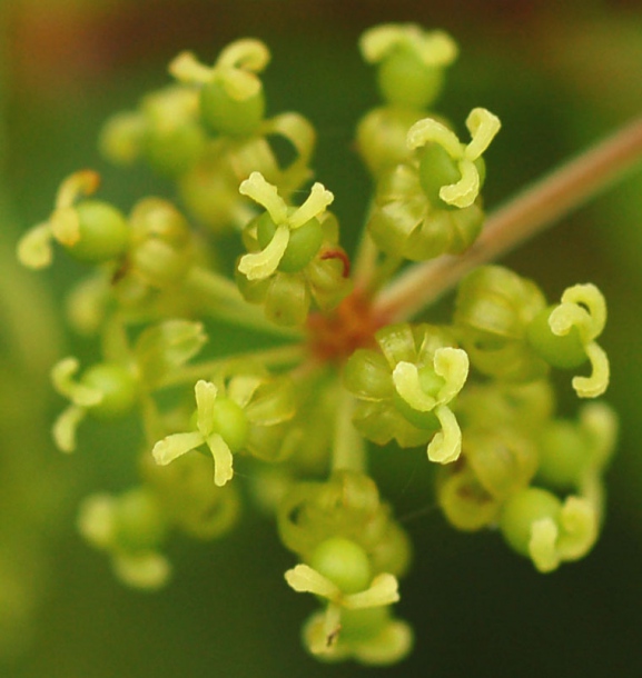 Image of Smilax maximowiczii specimen.