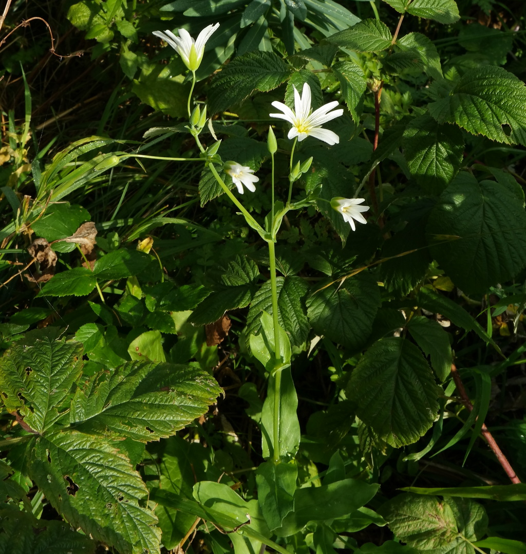 Изображение особи Cerastium davuricum.