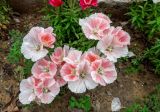 Clarkia amoena. Верхушки побегов с цветками. Израиль, г. Бат-Ям. 01.03.2017.