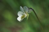 Смотреть изображение Viola arvensis
