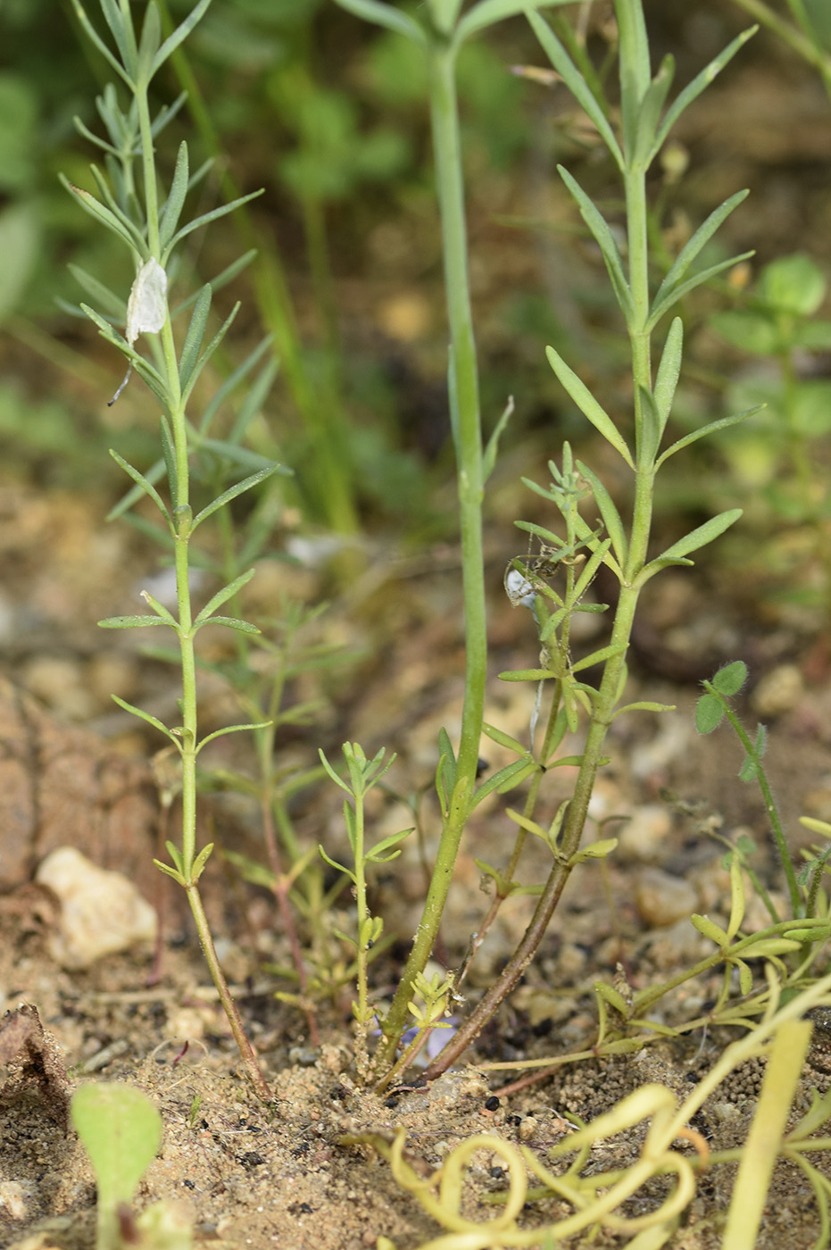 Image of Linaria arvensis specimen.