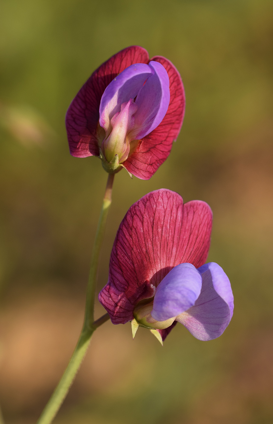 Image of Lathyrus clymenum specimen.