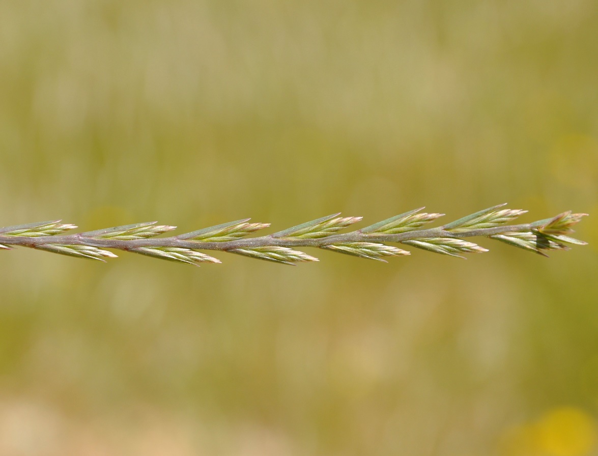 Image of genus Lolium specimen.