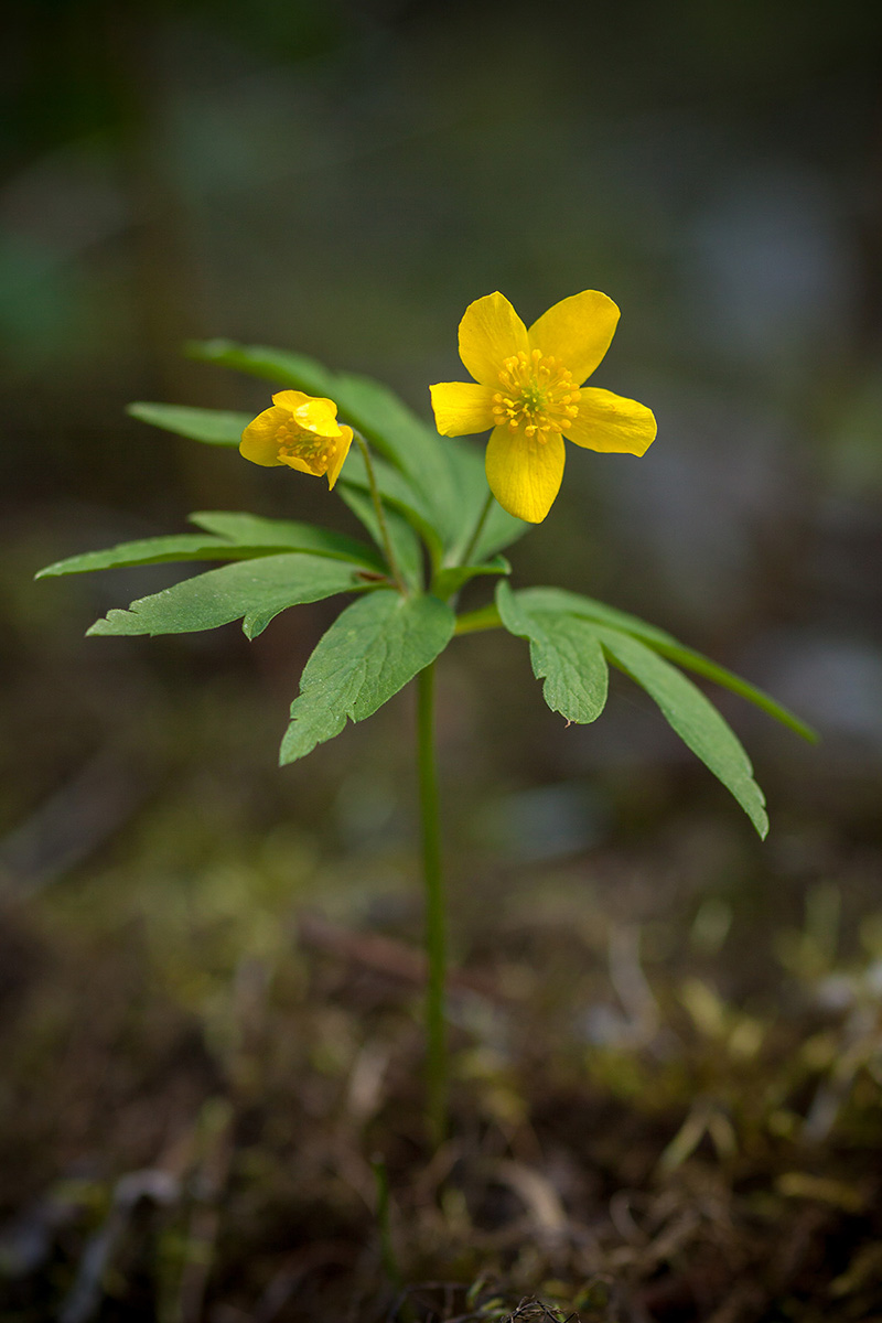 Изображение особи Anemone ranunculoides.