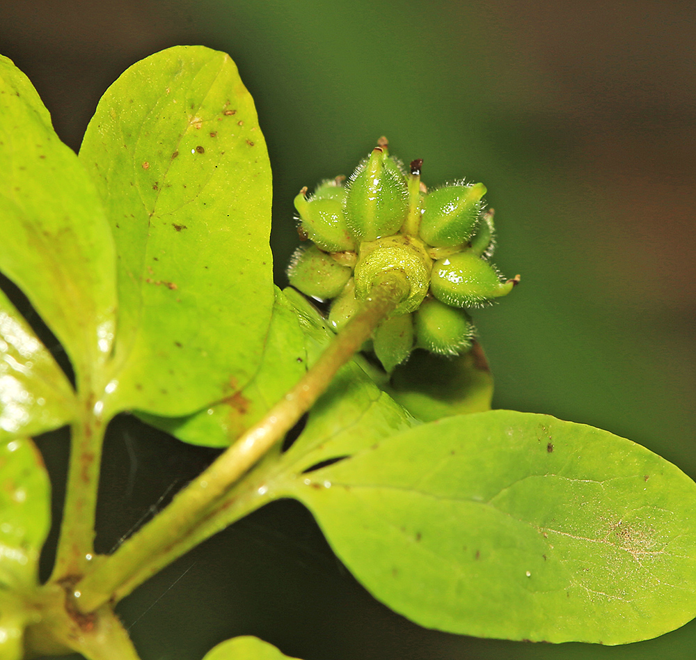 Image of Anemone raddeana specimen.