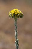 Pseudohandelia umbellifera. Верхушка цветущего растения. Пустыня Кызылкум. 02.05.2010.