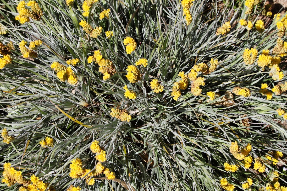 Image of Conostylis candicans specimen.