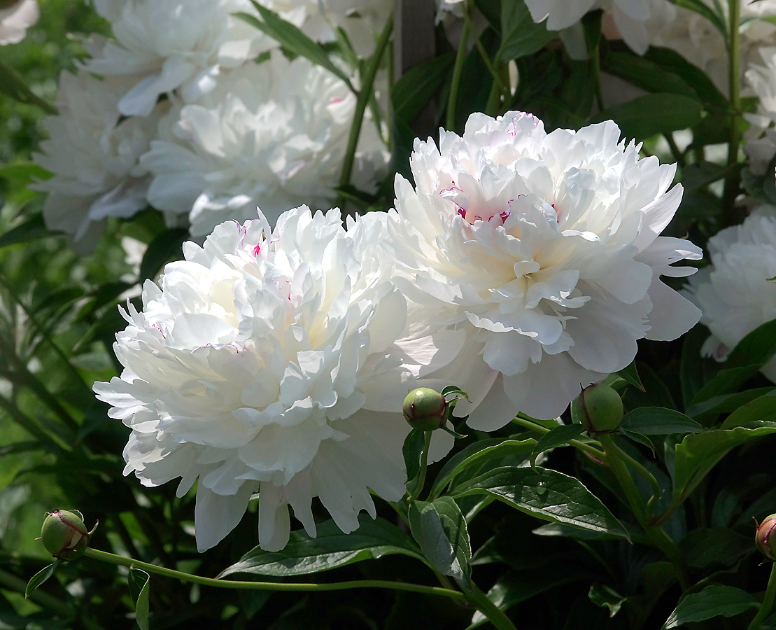 Изображение особи Paeonia lactiflora.