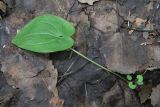 Maianthemum bifolium