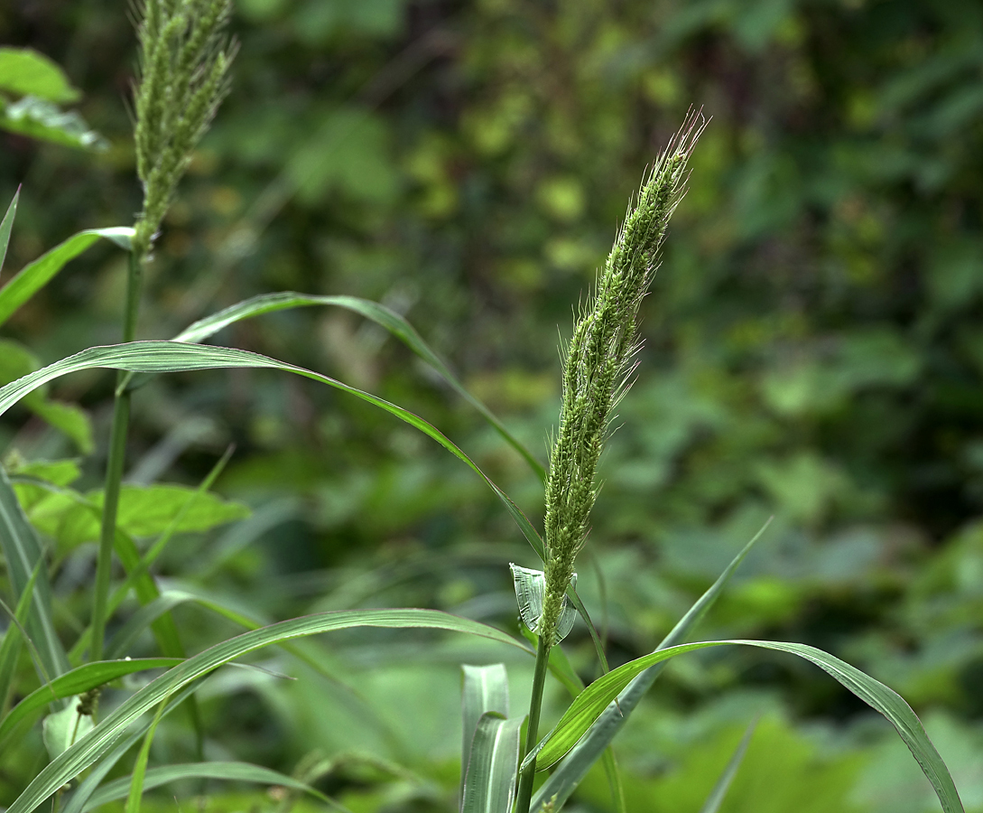 Image of Echinochloa crus-galli specimen.