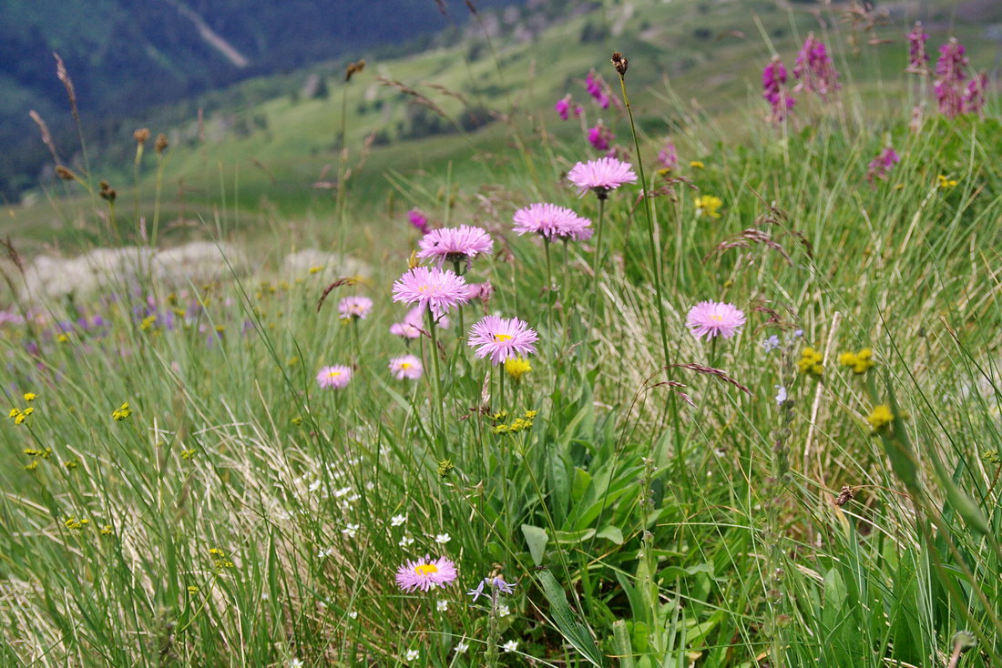 Image of Erigeron venustus specimen.