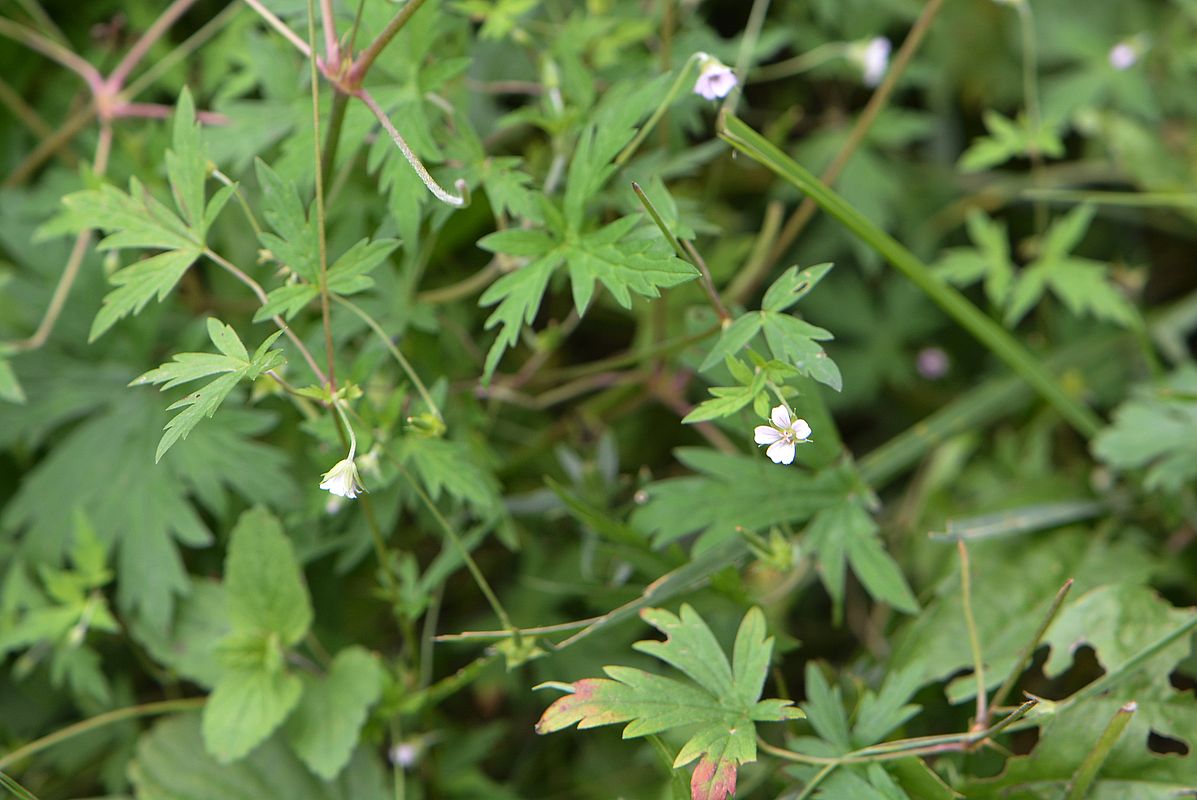 Image of Geranium sibiricum specimen.