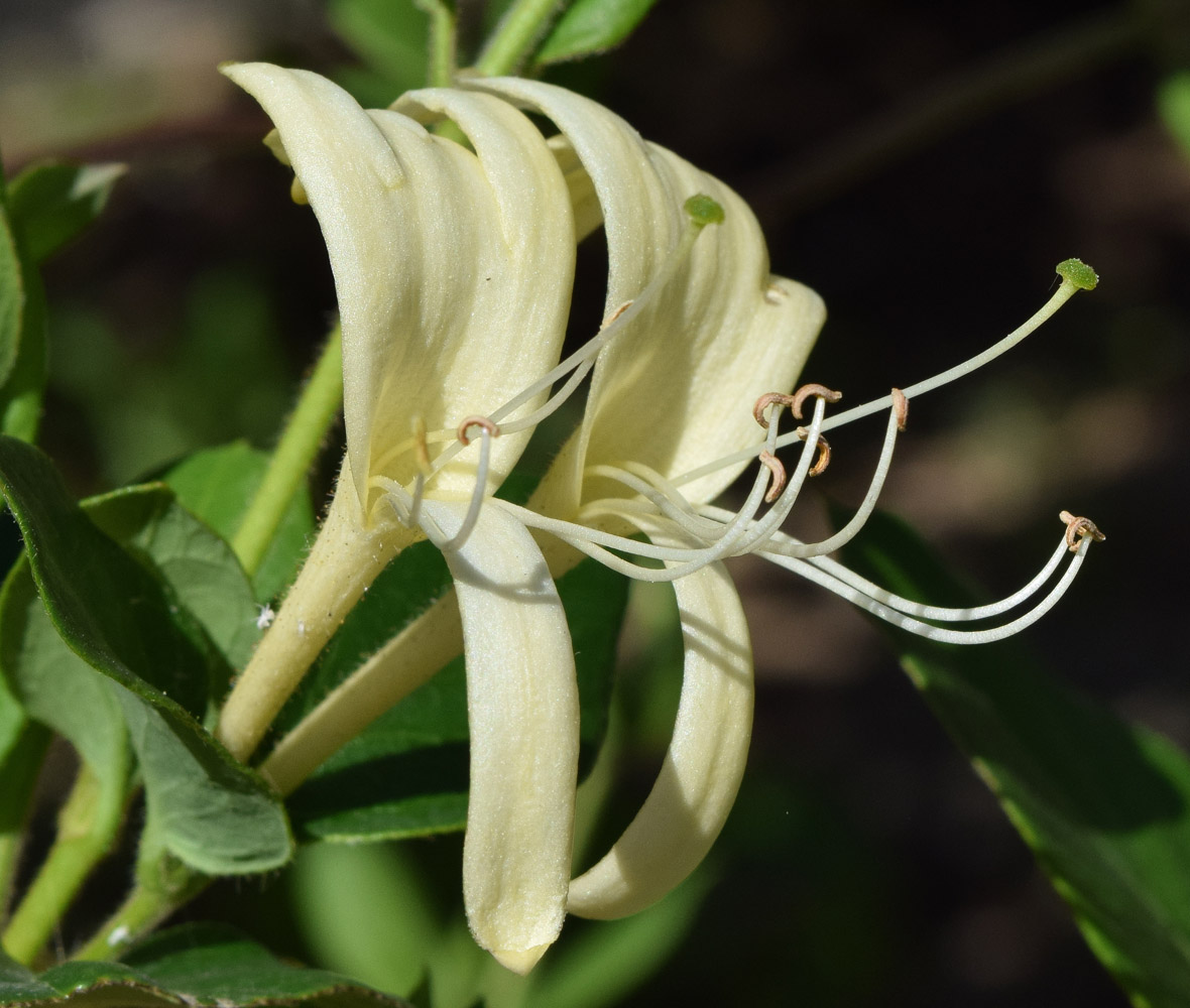 Image of Lonicera japonica specimen.