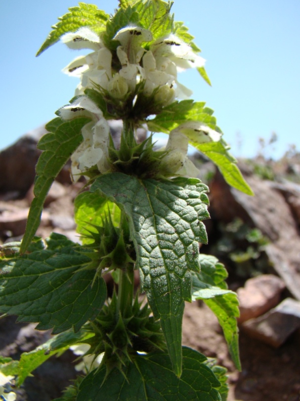 Image of Lamium album specimen.