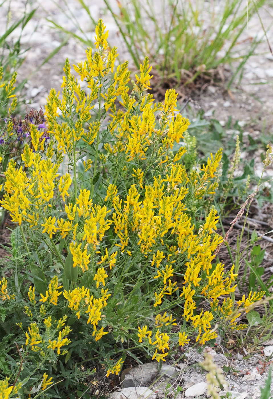 Image of Genista tinctoria specimen.