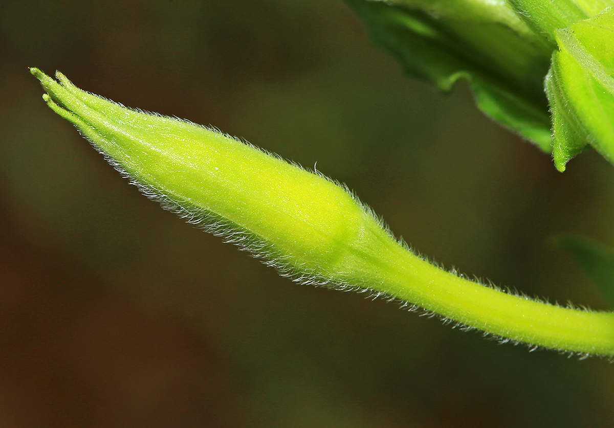 Изображение особи Oenothera villosa.