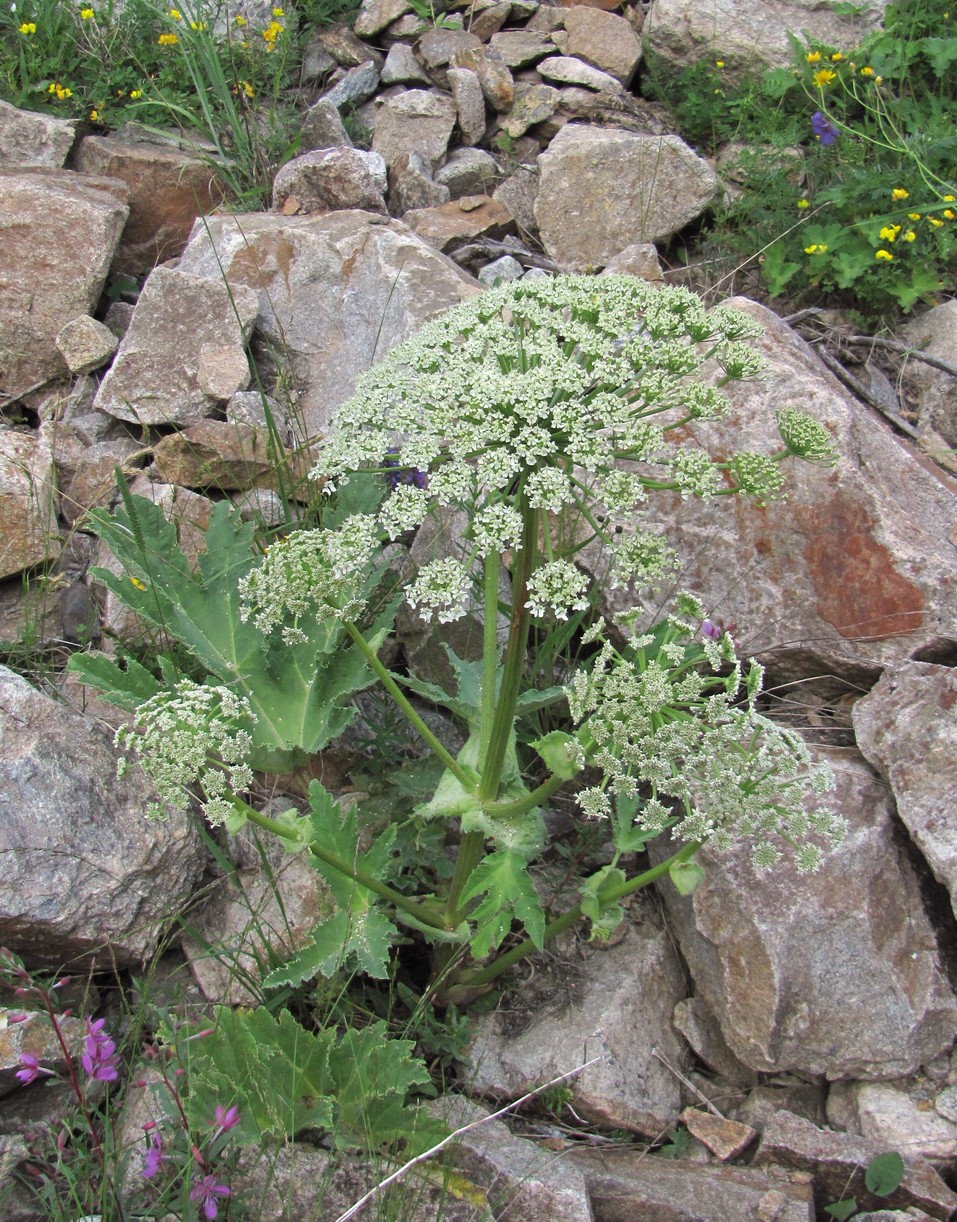 Изображение особи Heracleum leskovii.