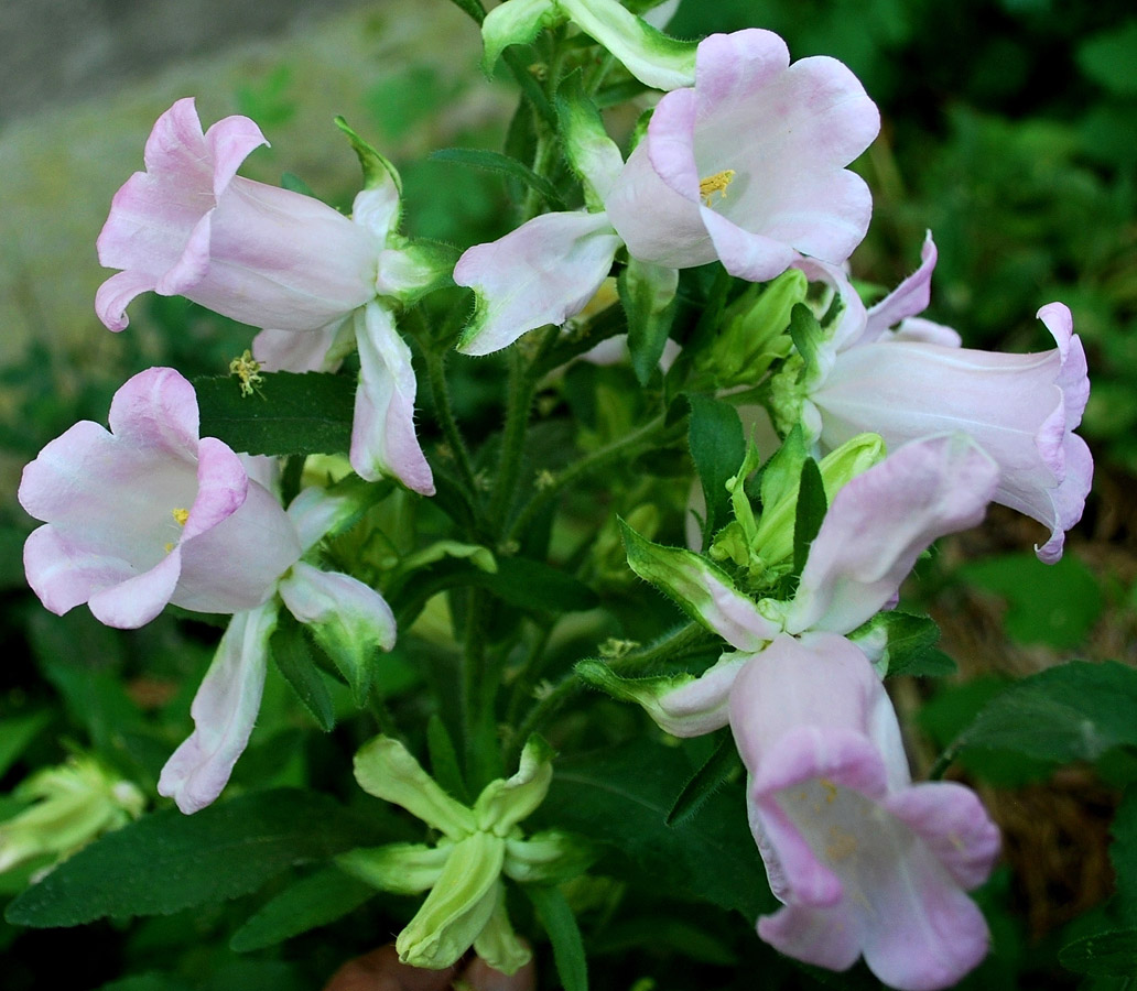 Image of Campanula medium specimen.