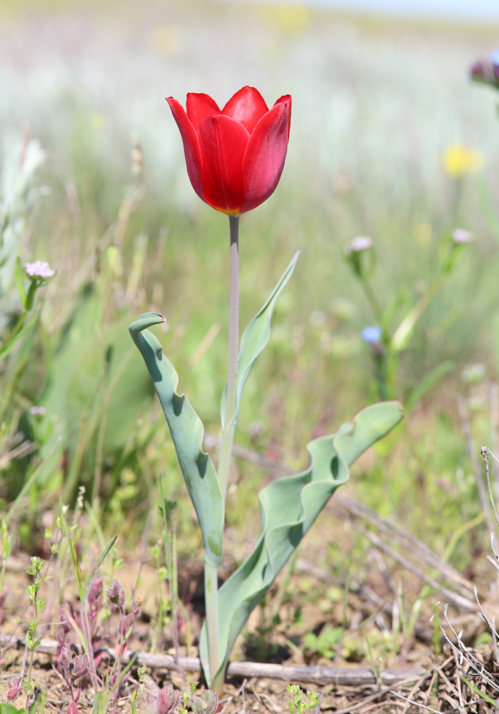 Image of Tulipa suaveolens specimen.