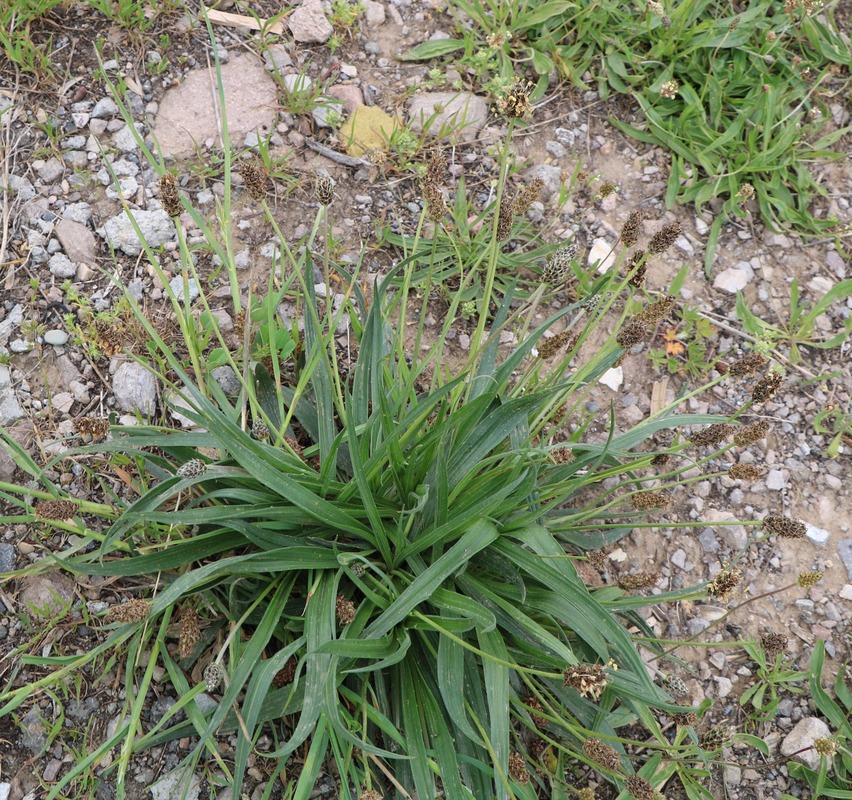 Изображение особи род Plantago.