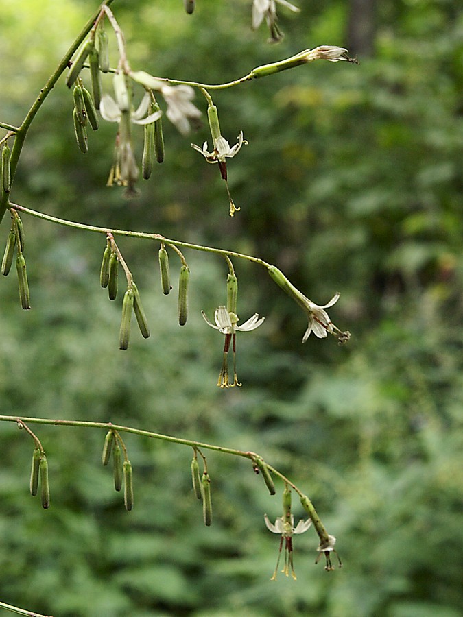 Image of Prenanthes tatarinowii specimen.