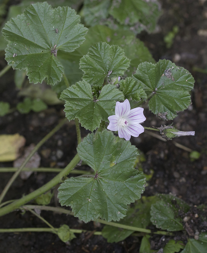 Изображение особи Malva neglecta.