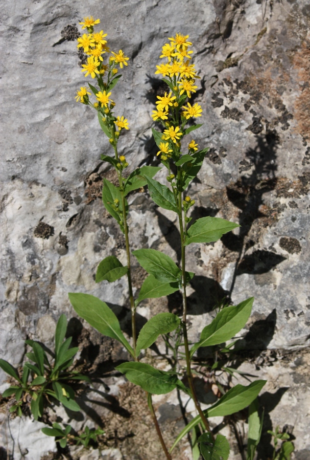 Image of Solidago virgaurea ssp. lapponica specimen.