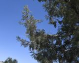 Widdringtonia nodiflora. Ветви с шишками. Израиль, Иудейские горы, г. Иерусалим, ботанический сад университета. 27.07.2019.
