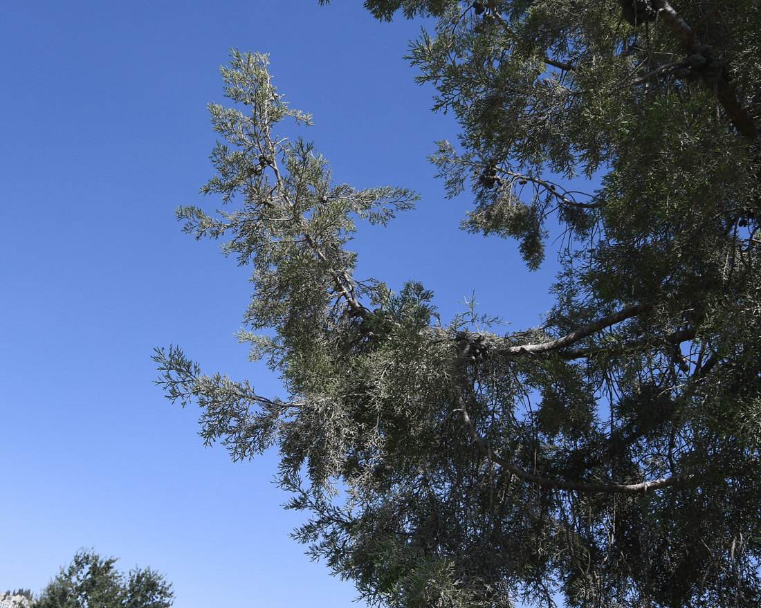 Image of Widdringtonia nodiflora specimen.