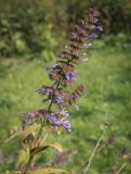 Nepeta grandiflora. Верхушка отцветающего растения. Москва, ГБС, экспозиция растений природной флоры России. 31.08.2021.