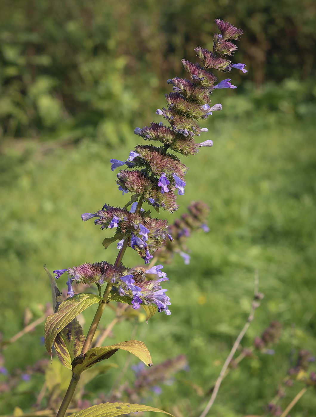 Изображение особи Nepeta grandiflora.