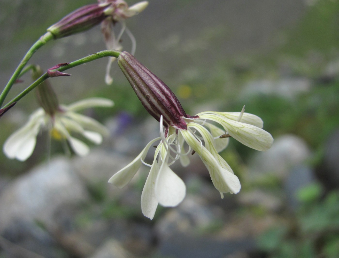 Image of Silene saxatilis specimen.