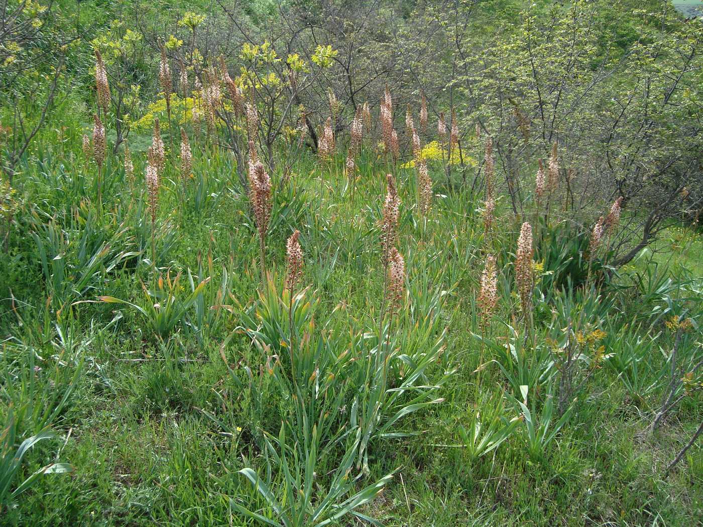 Изображение особи Eremurus azerbajdzhanicus.