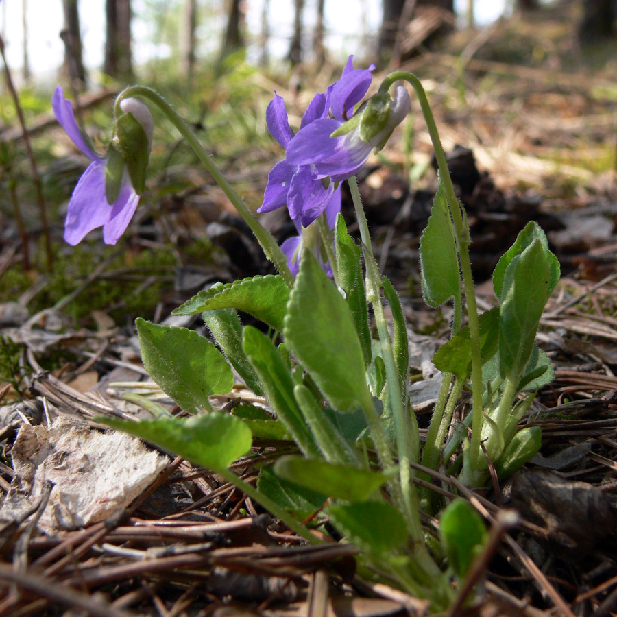 Image of Viola hirta specimen.