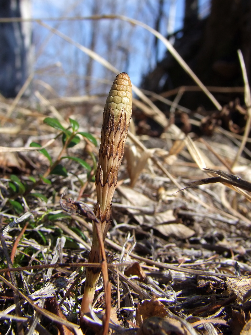 Изображение особи Equisetum pratense.