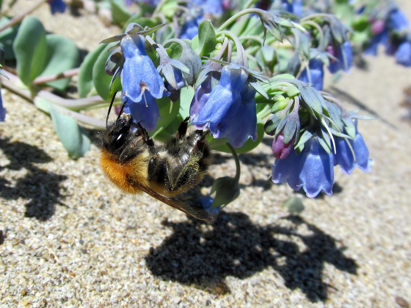 Image of Mertensia maritima specimen.