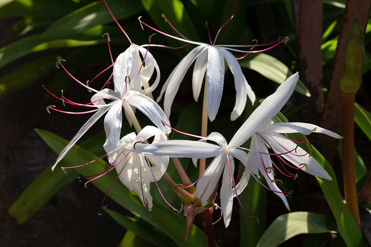 Image of genus Crinum specimen.