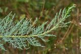Myricaria bracteata. Ветвь. Республика Абхазия, р. Кяласур. 23.08.2009.