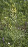 Pedicularis kaufmannii