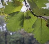 Sorbus persica