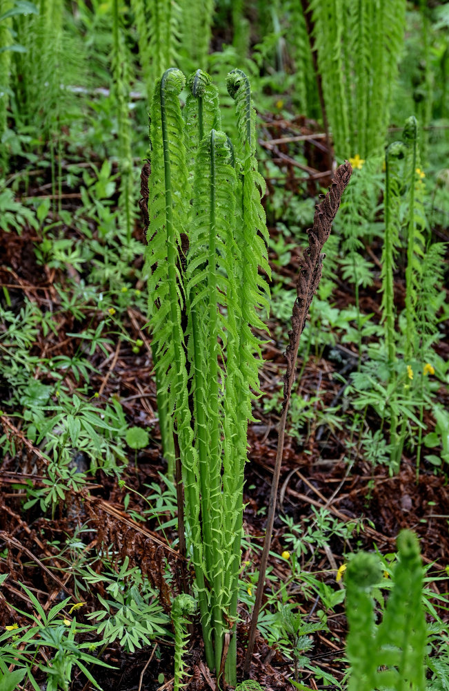 Image of Matteuccia struthiopteris specimen.