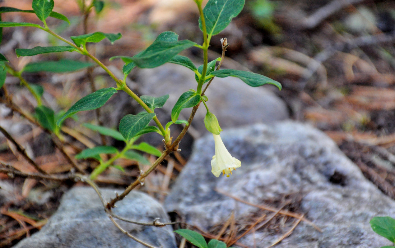 Image of Lonicera hispida specimen.