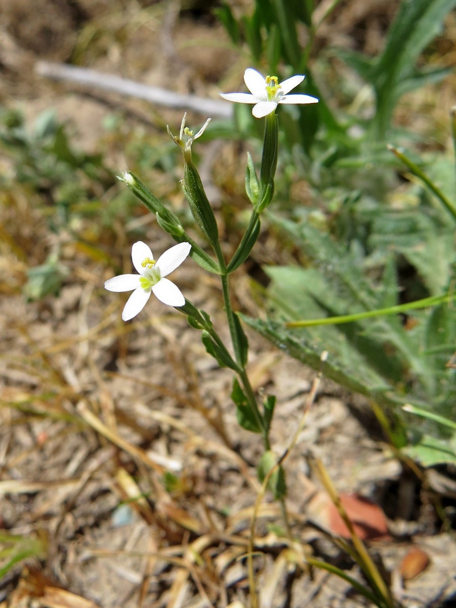 Image of Centaurium meyeri specimen.