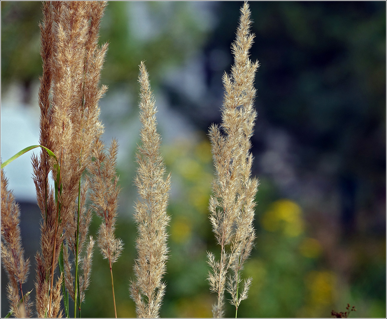 Image of Calamagrostis epigeios specimen.